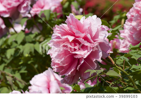 Garden peony 39899103