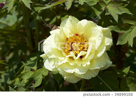 Garden peony 39899108