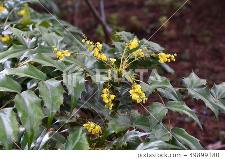 Heiraginanten(Hiiri Nan Ten) Heiraginanten(Hiiri Nan Ten) 39899180