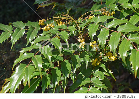 Heiraginanten (Hiiri Nan Ten) 39899182