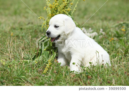 Nice golden retriever puppy 39899300
