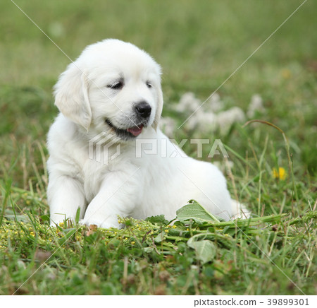 Nice golden retriever puppy Nice golden retriever puppy 39899301