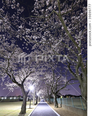 Night cherry blossoms of Amidaura Park Night cherry blossoms of Amidaura Park 39899777