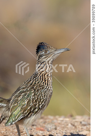 Roadrunner 39899789