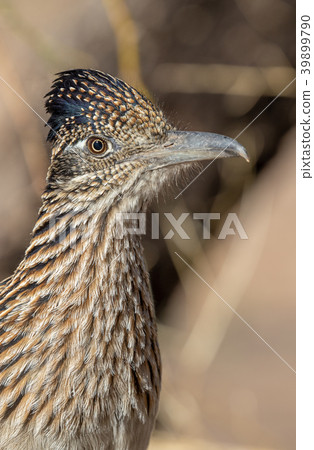 Roadrunner 39899790