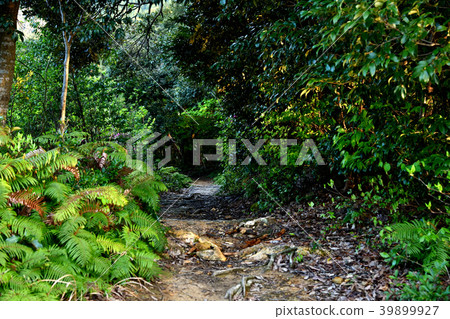 Forest path 39899927