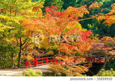Autumn colored leaves park Autumn colored leaves park 39899930