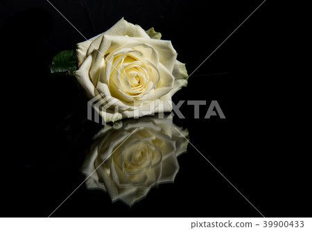 White rose with reflection on a black background White rose with reflection on a black background 39900433