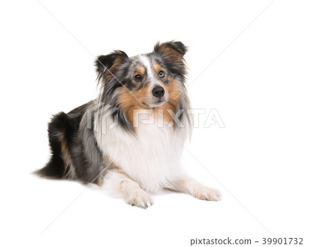 Shetland sheepdog lying down Shetland sheepdog lying down 39901732