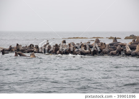View Of Sea Lions Resting On Beach At Coast 39901896