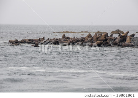 View Of Sea Lions Resting On Beach At Coast 39901901