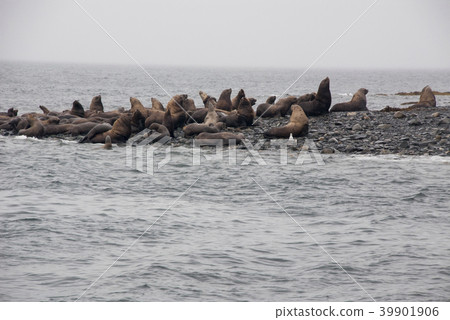 View Of Sea Lions Resting On Beach At Coast 39901906
