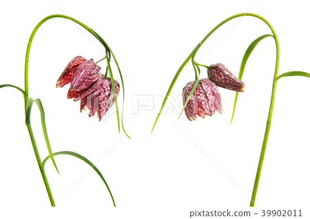 Two blooming fritillary flowers  39902011