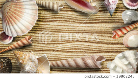 exotic seashells on the sand exotic seashells on the sand 39902243