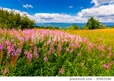 wild purple herbal in mountains 39903266