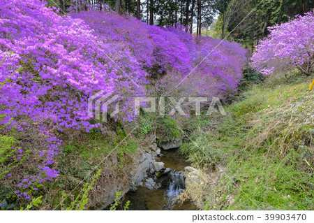 甲蟲開花的森林 39903470