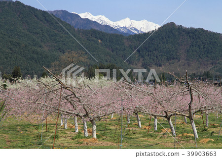 Azumino Peach blossom bloom spring Azumino Peach blossom bloom spring 39903663