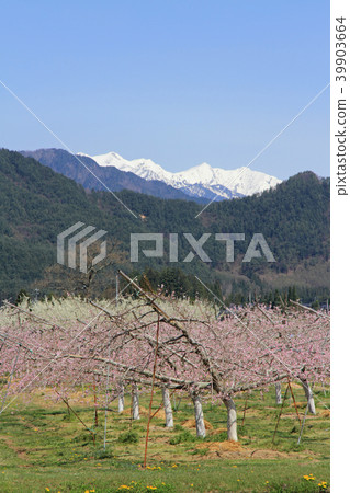 Azumino Peach blossom bloom spring Azumino Peach blossom bloom spring 39903664