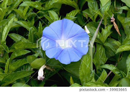 Noa Sagao Noa Sagao 39903665