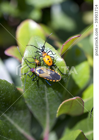 Futus scyrus 39903714