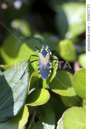 Futus scyrus 39903715