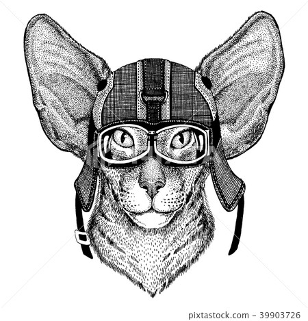 Oriental cat Hipster animal wearing motorycle 39903726