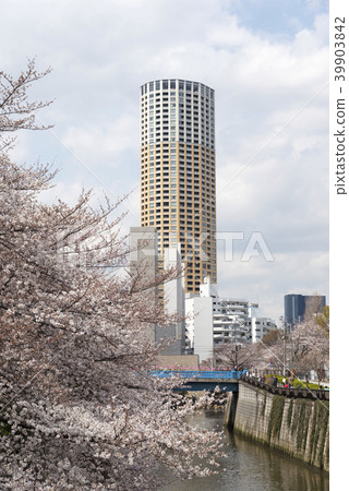 Sakura and Nakameguro Atlas Tower in Meguro River (Meguro-ku, Tokyo) 39903842