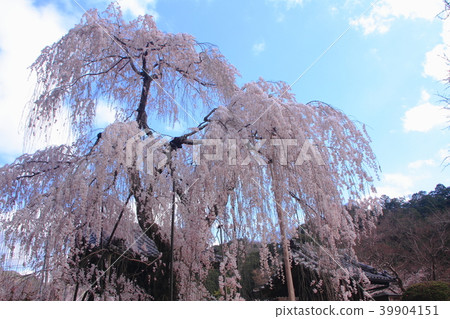 Weeping Weeping 39904151