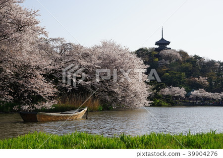 3月橫濱248三塔和櫻花盛開的Sankeien 3月橫濱248三塔和櫻花盛開的Sankeien 39904276