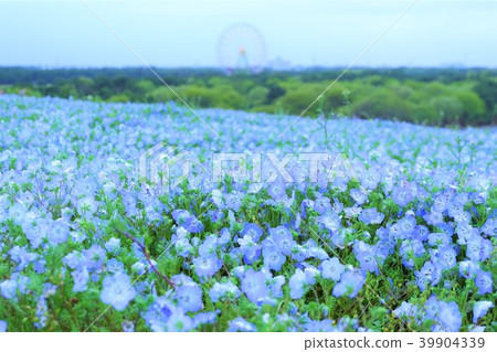 Nemophila Hitachihama海灘公園 Nemophila Hitachihama海灘公園 39904339