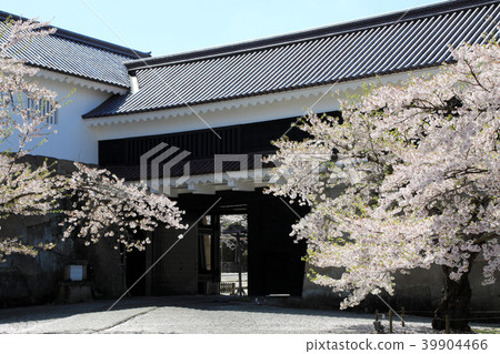 Tsurugajo Ochimon and cherry blossoms in full bloom (Fukushima Prefecture) Tsurugajo Ochimon and cherry blossoms in full bloom (Fukushima Prefecture) 39904466