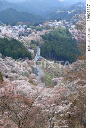 Sakurado Sakurado 39904837