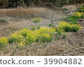 Flower blossoms that bloom along the riverbank in spring 39904882