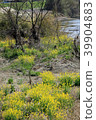 Flower blossoms that bloom along the riverbank in spring 39904883
