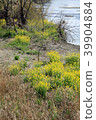 Flower blossoms that bloom along the riverbank in spring 39904884