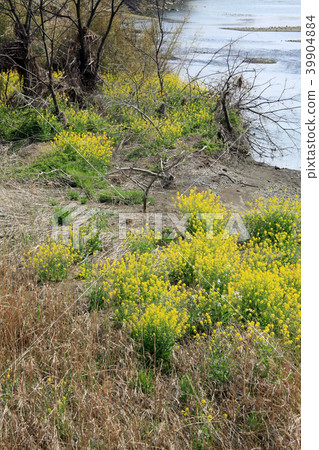 Flower blossoms that bloom along the riverbank in spring 39904884