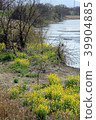 Flower blossoms that bloom along the riverbank in spring 39904885