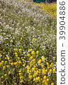 Flower blossoms that bloom along the riverbank in spring 39904886