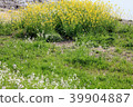 Flower blossoms that bloom along the riverbank in spring 39904887