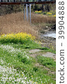 Flower blossoms that bloom along the riverbank in spring 39904888