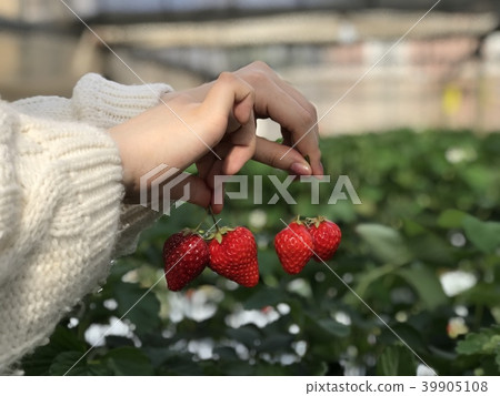 Red strawberry 39905108