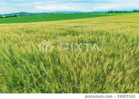 Green wheat field of Hokkaido Biei Green wheat field of Hokkaido Biei 39905502