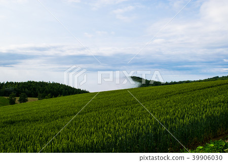 Morning fog hill Dawn hill landscape Biei Kamifurano Furano Morning fog hill Dawn hill landscape Biei Kamifurano Furano 39906030