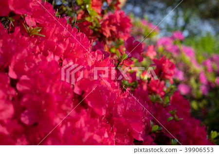 盛開的粉紅色杜鵑花模糊前後的生動形象 39906553