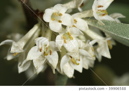 Nature plants Akigumi, flowers are said to be a few agates, but this year looks like more than a dozen flowers per year Nature plants Akigumi, flowers are said to be a few agates, but this year looks like more than a dozen flowers per year 39906588
