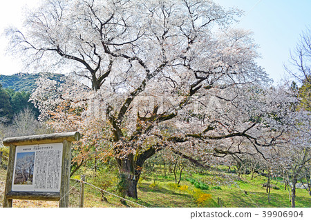 Yamazakura of a thousand wife 39906904
