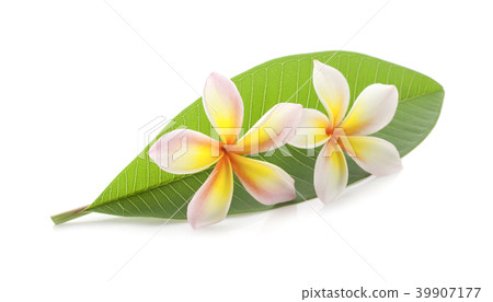 Leelawadee on white with clipping paths Leelawadee on white with clipping paths 39907177