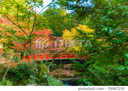 秋天色的葉子公園 39907291
