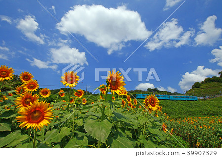 Hinamari和105系列 Hinamari和105系列 39907329