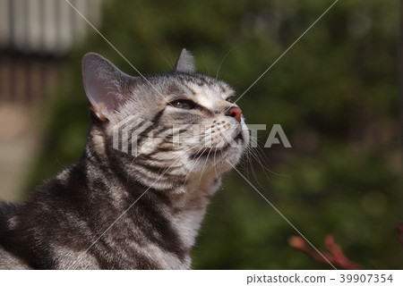 A cat looking up A cat looking up 39907354
